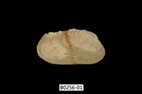 藏品(紫斑船蛤)的圖片